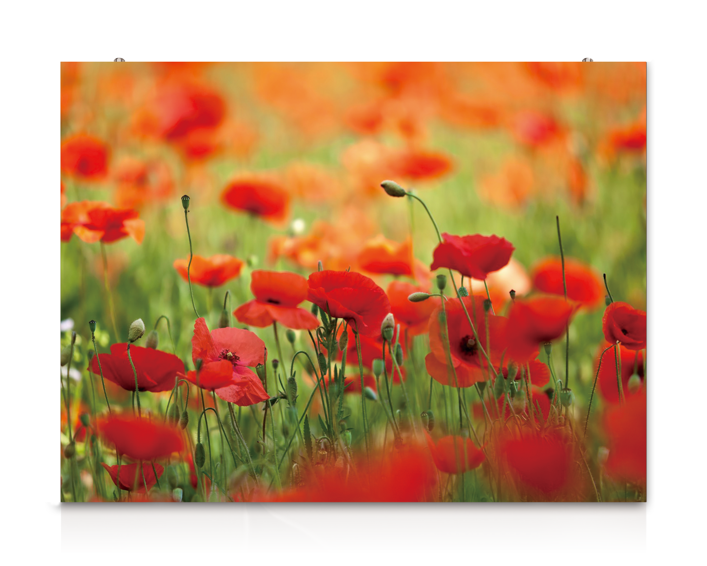 Indoor fixed LED display 1